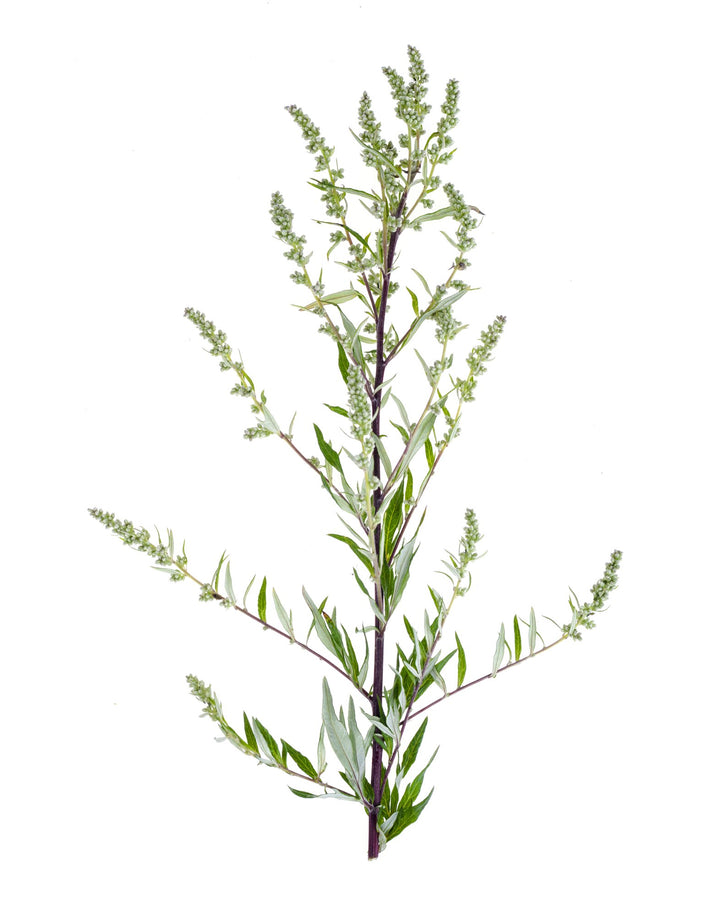 Slatki pelin (Artemisia annua), jedna od biljaka antiparazitnog programa