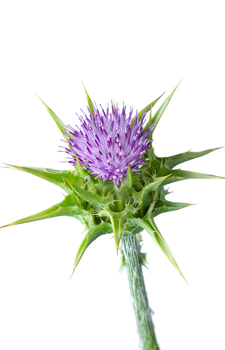 Granulat sikavice, 250 g