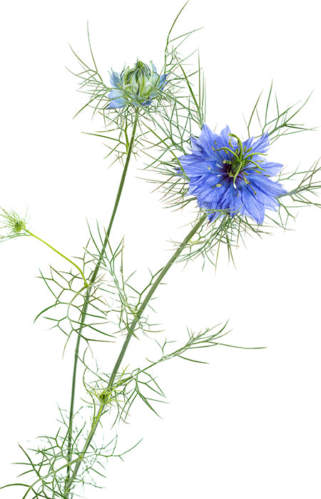 Med Nigella s crnim kimom, 250 g